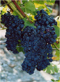 vignoble-et-terroir2.jpg